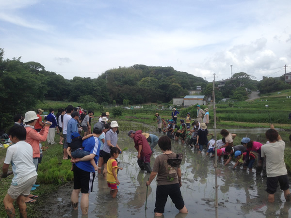 田植え